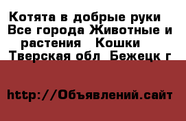 Котята в добрые руки - Все города Животные и растения » Кошки   . Тверская обл.,Бежецк г.